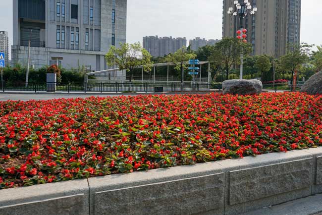市政道路綠化養(yǎng)護