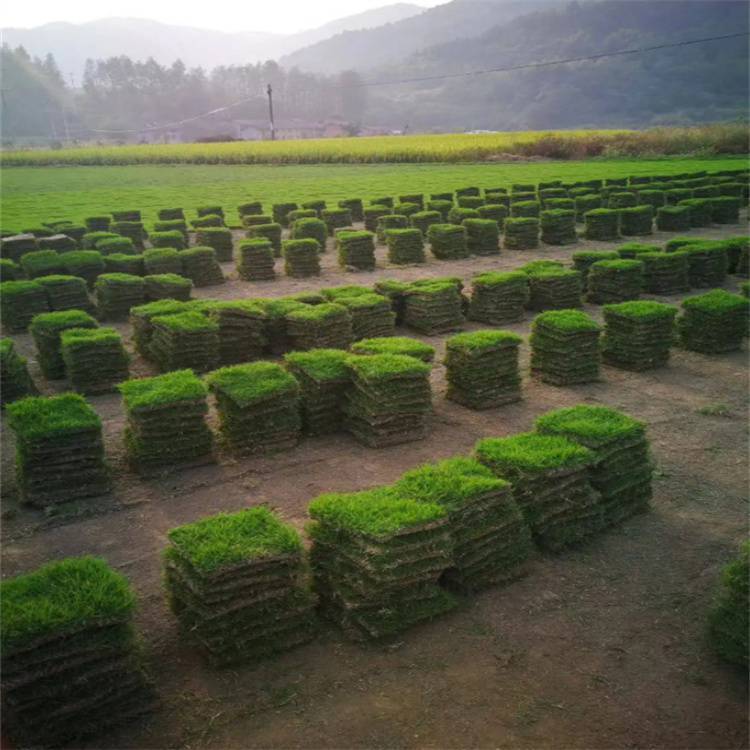 惠州蘭引三號(hào)草卷 有草坪買(mǎi)賣(mài) 生命力旺盛約3.50元,約3.40元,約3.30元(9)