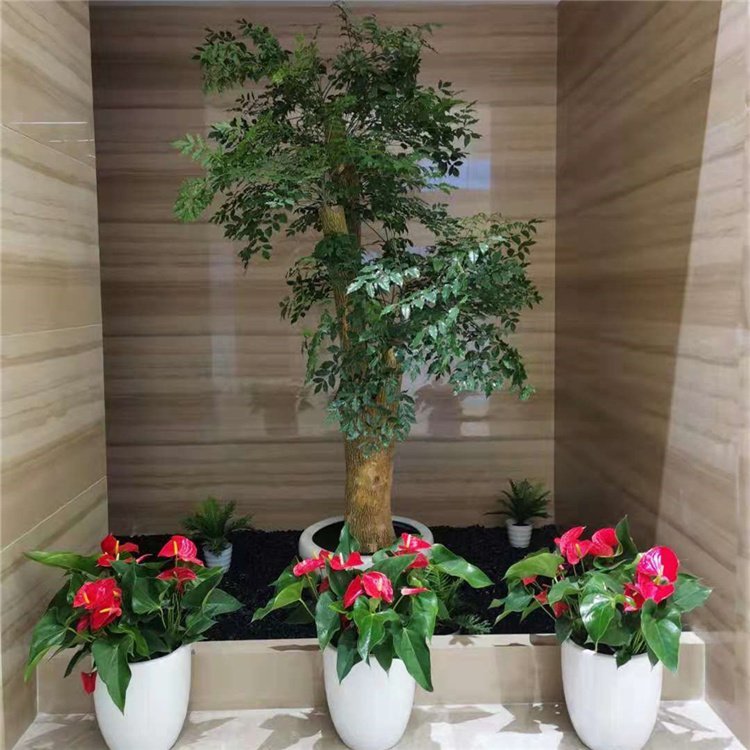 綠化養(yǎng)護 植物租賃 綠植租賃 凈化空氣 辦公室大廳植物租擺約8.00元