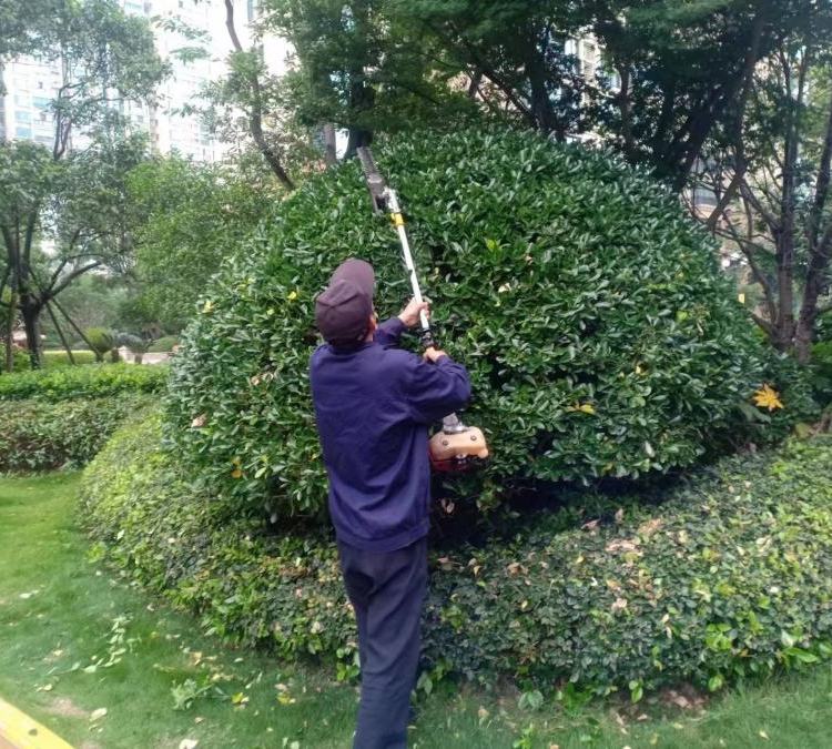 花園 露臺 庭院綠化養(yǎng)護 各種造型綠化設計 上海澤琺園林約6.00元