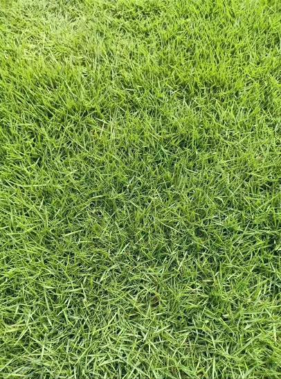 專業(yè)種植蘭引三號草  蘭引三號草批發(fā)價格約3.00元(2)