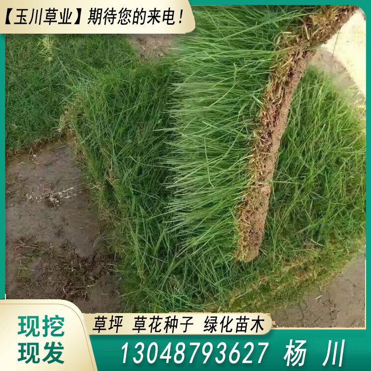 玉川草坪 自產(chǎn)自銷 馬尼拉 百慕大 果嶺草 蘭引三號(hào)約3.86元(2)