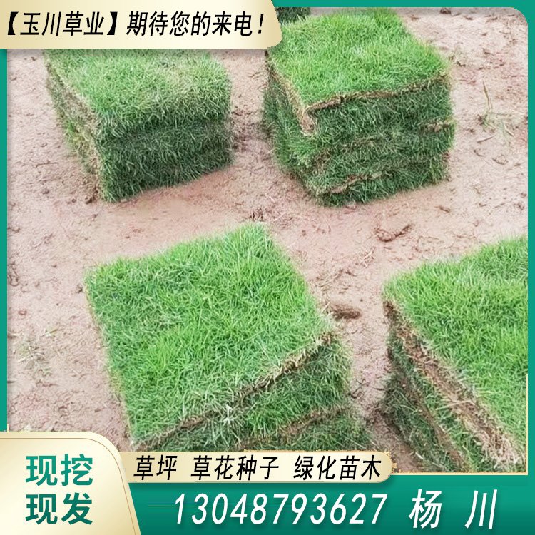 玉川草坪 自產(chǎn)自銷 馬尼拉 百慕大 果嶺草 蘭引三號(hào)約3.86元(3)