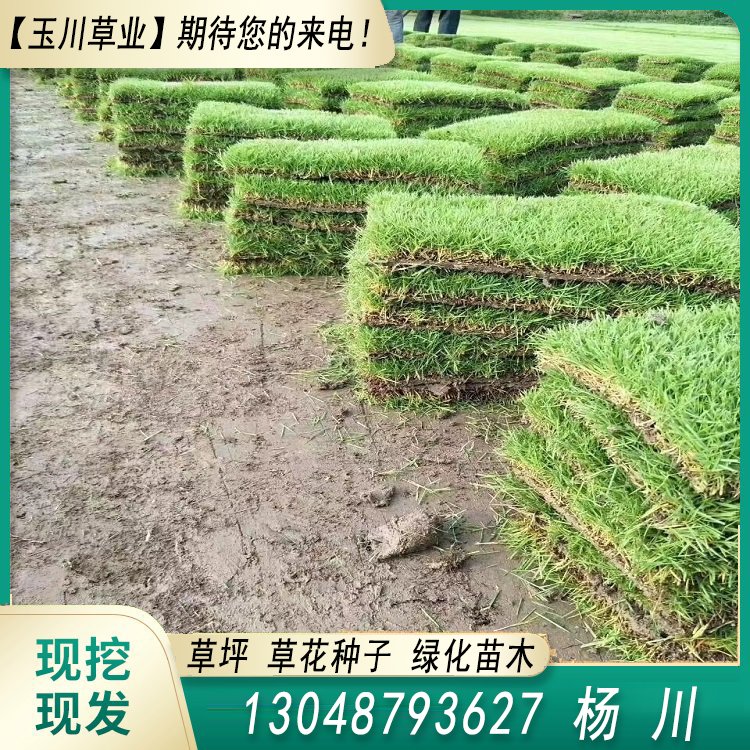 玉川草坪 自產(chǎn)自銷 馬尼拉 百慕大 果嶺草 蘭引三號(hào)約3.86元(4)