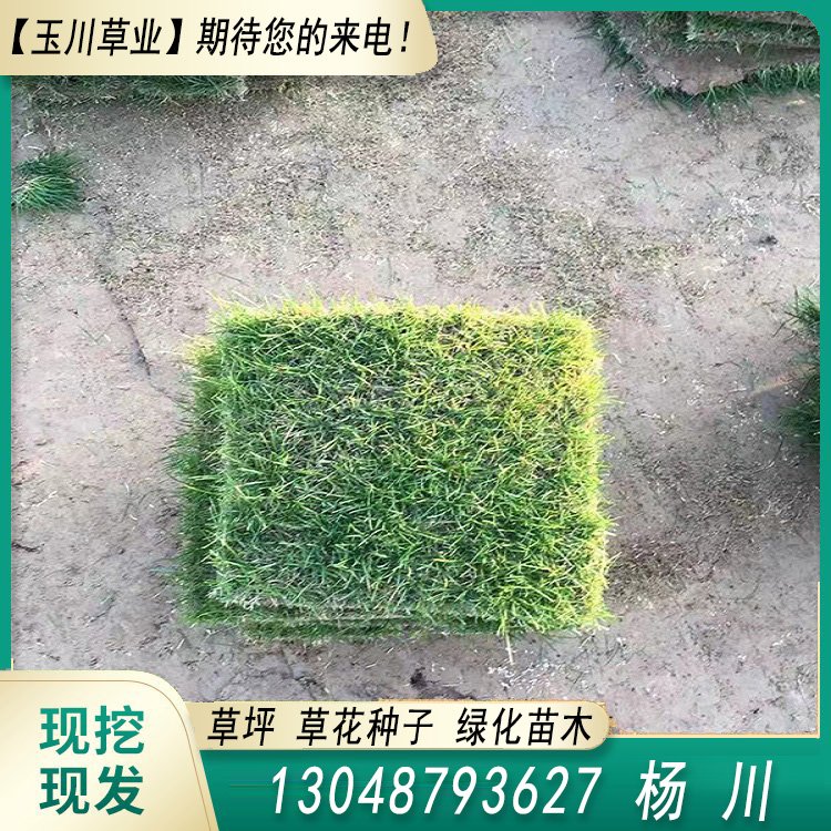 玉川草坪 自產(chǎn)自銷 馬尼拉 百慕大 果嶺草 蘭引三號(hào)約3.86元(5)
