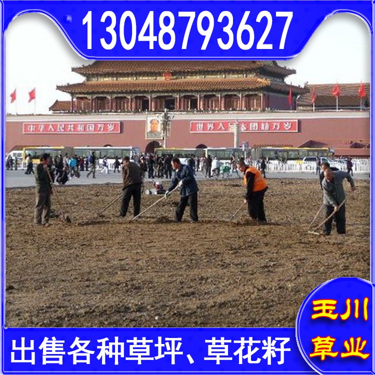 玉川草坪 自產(chǎn)自銷 馬尼拉 百慕大 果嶺草 蘭引三號(hào)約3.86元(9)