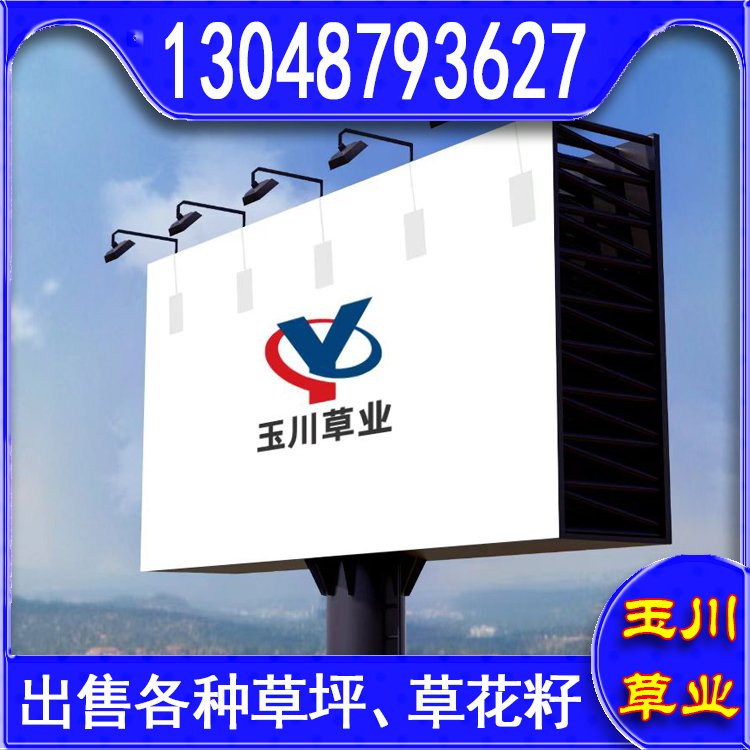 玉川草坪 自產(chǎn)自銷 馬尼拉 百慕大 果嶺草 蘭引三號(hào)約3.86元(10)