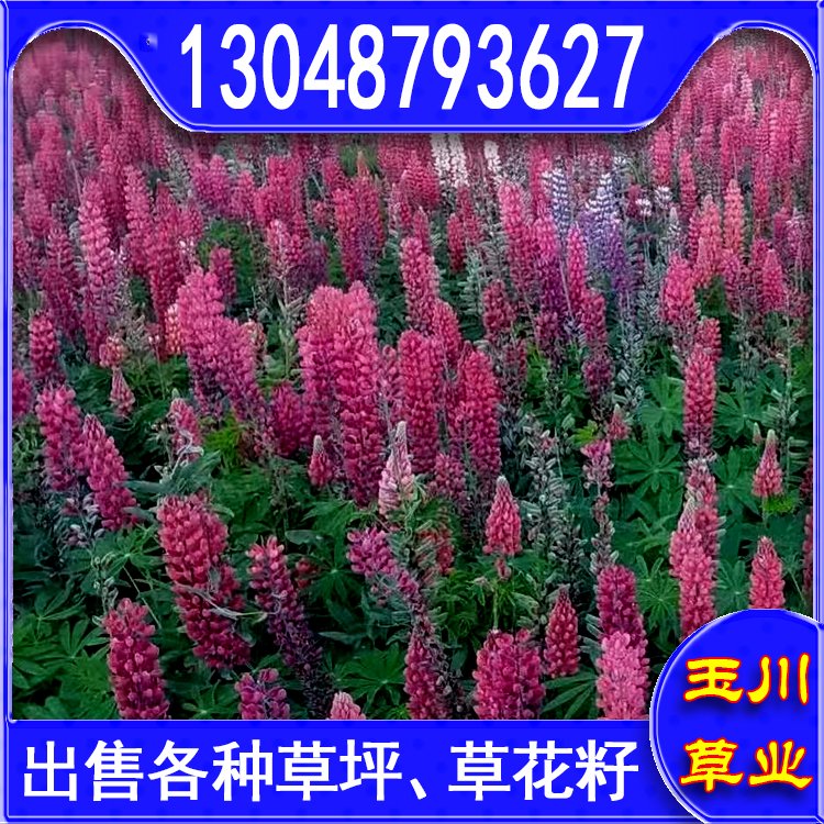 玉川草坪 自產(chǎn)自銷 馬尼拉 百慕大 果嶺草 蘭引三號(hào)約3.86元(11)