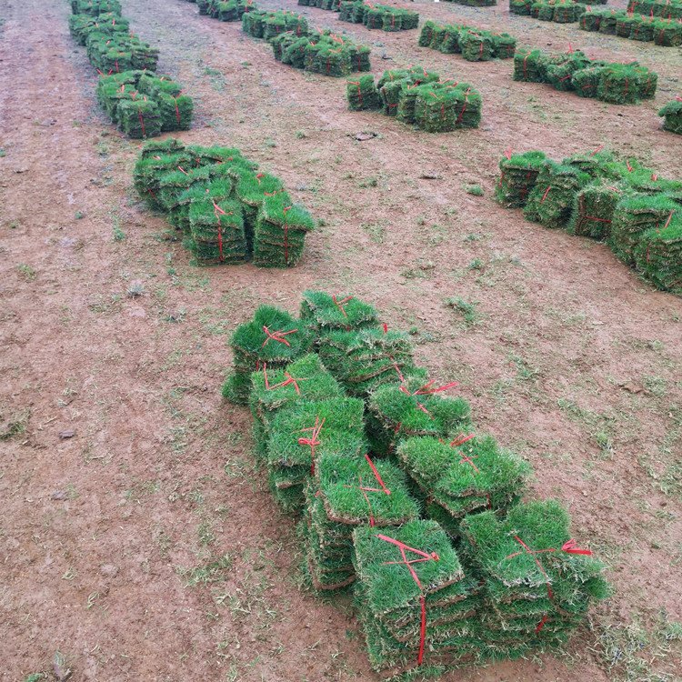 河源綠化草皮基地 蘭引三號(hào) 大葉油草 老鷹草 臺(tái)灣青草約3.60元(2)