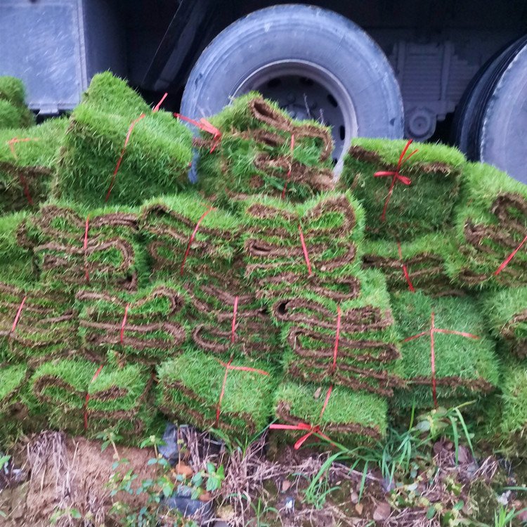 河源綠化草皮基地 蘭引三號(hào) 大葉油草 老鷹草 臺(tái)灣青草約3.60元(3)