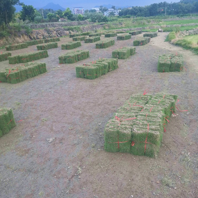 河源綠化草皮基地 蘭引三號(hào) 大葉油草 老鷹草 臺(tái)灣青草約3.60元(5)