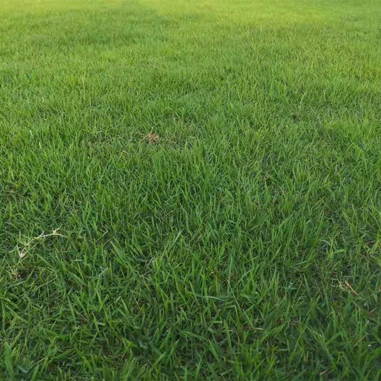 河源綠化草皮基地 蘭引三號(hào) 大葉油草 老鷹草 臺(tái)灣青草約3.60元(9)