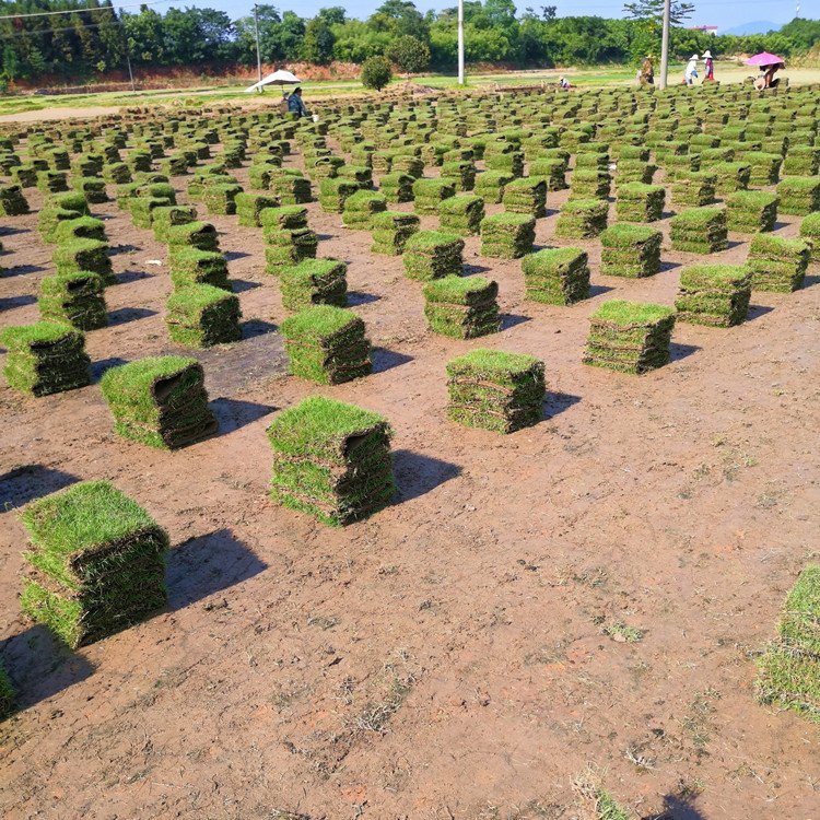 河源綠化草皮基地 蘭引三號(hào) 大葉油草 老鷹草 臺(tái)灣青草約3.60元(12)