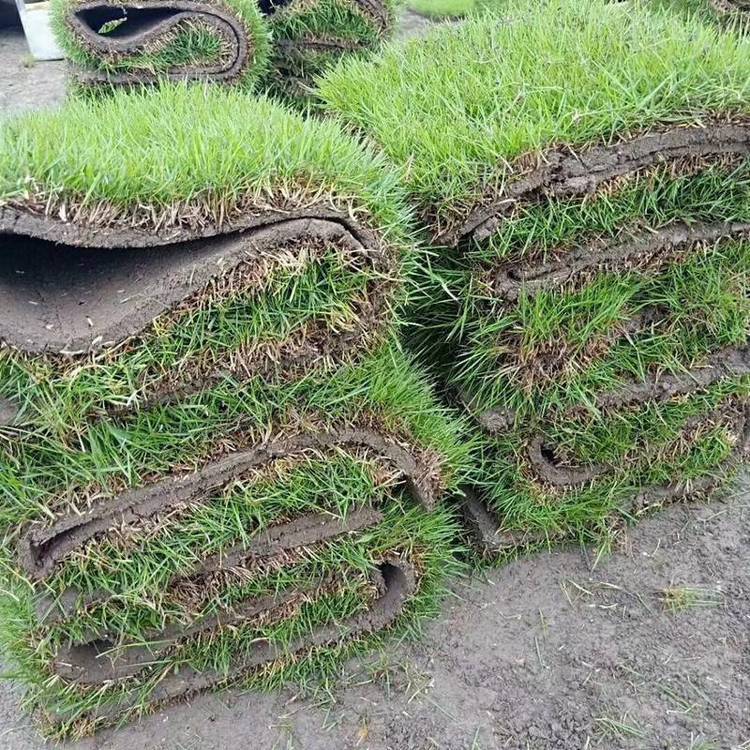蘭引三號草皮 足球運動場草卷 大量批量供應(yīng)結(jié)縷蘭引三號草約3.50元(4)