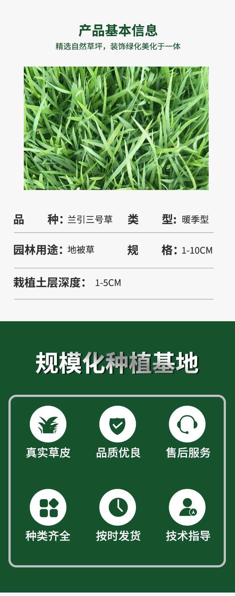 蘭引三號草皮 足球運動場草卷 大量批量供應(yīng)結(jié)縷蘭引三號草約3.50元(7)