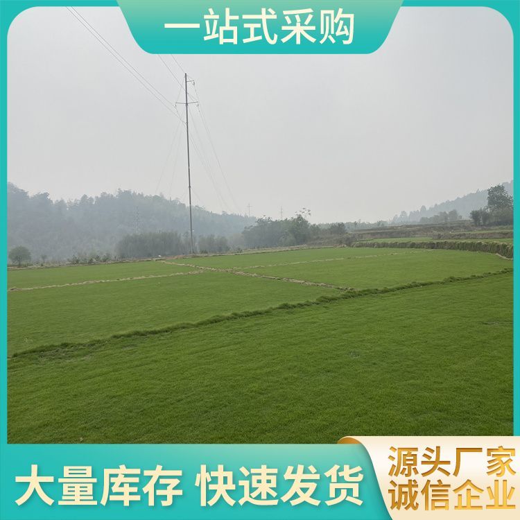 泉州蘭引三號(hào)草皮草皮廠家批發(fā) 貨號(hào) 3201 無(wú)雜草 公園社區(qū)約3.00元