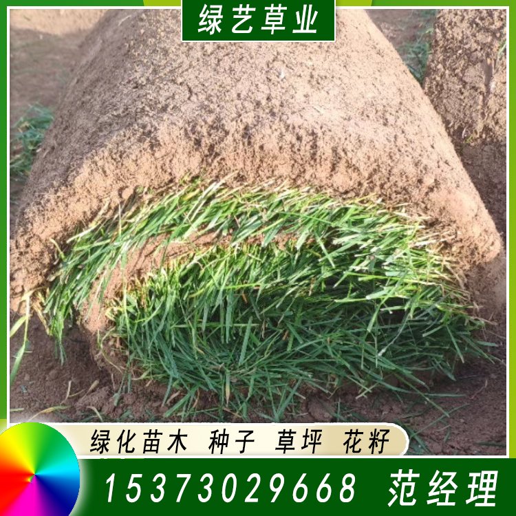 蘭引三號足球場草 草坪草皮基地供應(yīng) 綠化專用優(yōu)質(zhì)蘭引3號約3.89元,約3.68元,約3.58元(2)