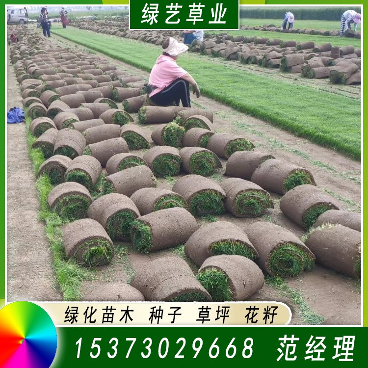 蘭引三號足球場草 草坪草皮基地供應(yīng) 綠化專用優(yōu)質(zhì)蘭引3號約3.89元,約3.68元,約3.58元(4)
