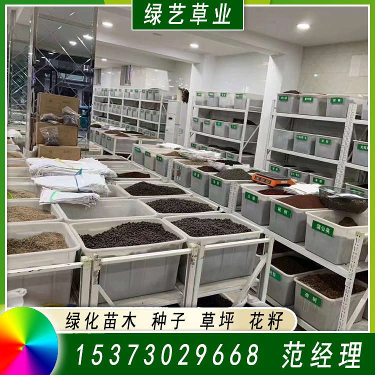 蘭引三號足球場草 草坪草皮基地供應(yīng) 綠化專用優(yōu)質(zhì)蘭引3號約3.89元,約3.68元,約3.58元(5)