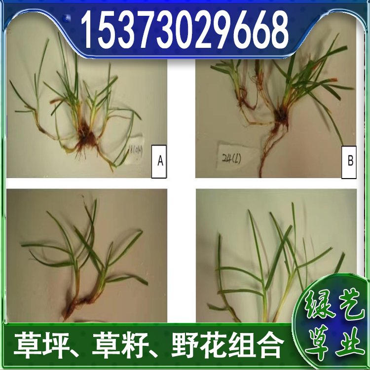 蘭引三號足球場草 草坪草皮基地供應(yīng) 綠化專用優(yōu)質(zhì)蘭引3號約3.89元,約3.68元,約3.58元(6)
