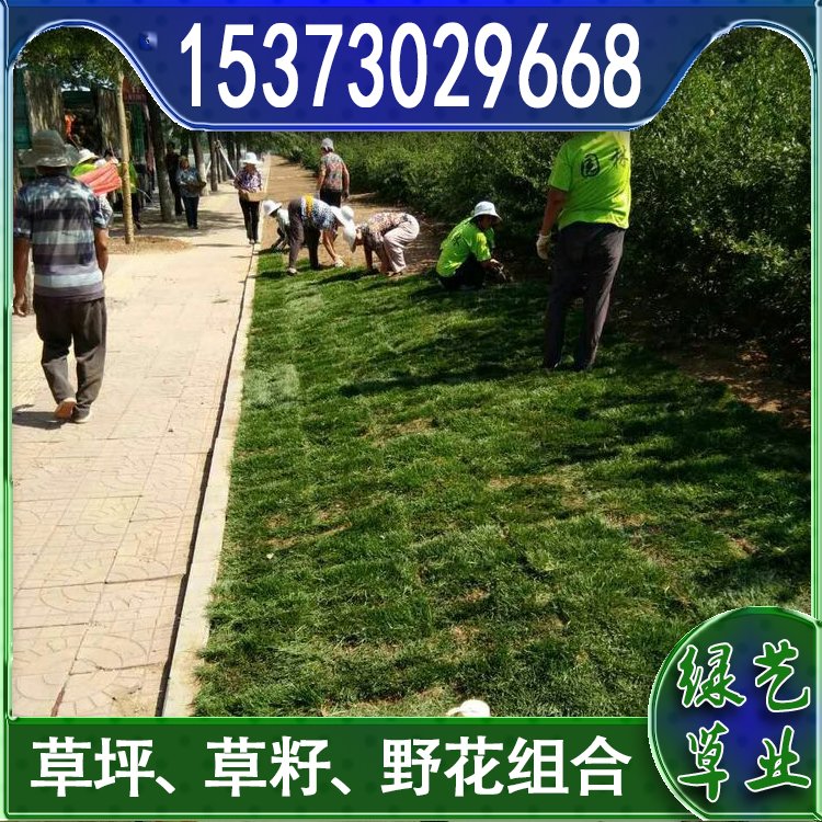 蘭引三號足球場草 草坪草皮基地供應(yīng) 綠化專用優(yōu)質(zhì)蘭引3號約3.89元,約3.68元,約3.58元(7)