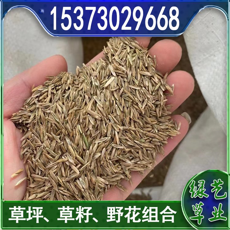蘭引三號足球場草 草坪草皮基地供應(yīng) 綠化專用優(yōu)質(zhì)蘭引3號約3.89元,約3.68元,約3.58元(10)