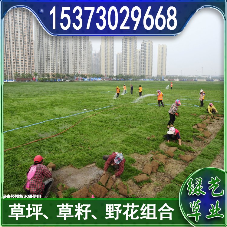 蘭引三號足球場草 草坪草皮基地供應(yīng) 綠化專用優(yōu)質(zhì)蘭引3號約3.89元,約3.68元,約3.58元(8)