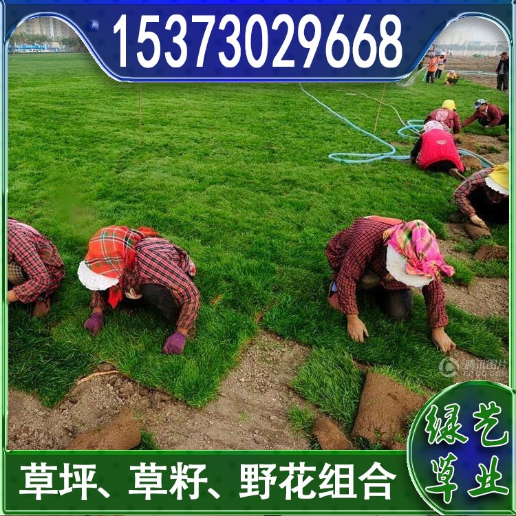 蘭引三號足球場草 草坪草皮基地供應(yīng) 綠化專用優(yōu)質(zhì)蘭引3號約3.89元,約3.68元,約3.58元(9)
