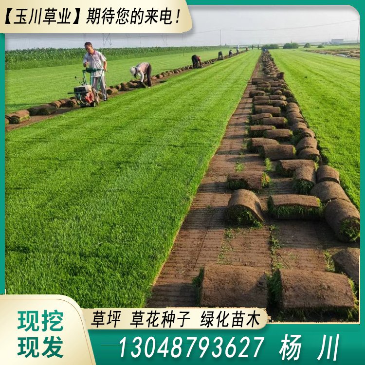 蘭引三號草皮 足球運動場草卷 大量批量供應結縷蘭引三號草約3.88元,約3.86元,約3.66元(3)