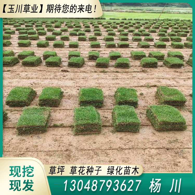 蘭引三號草皮 足球運動場草卷 大量批量供應結縷蘭引三號草約3.88元,約3.86元,約3.66元(2)
