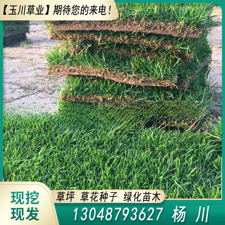蘭引三號草皮 足球運動場草卷 大量批量供應結縷蘭引三號草約3.88元,約3.86元,約3.66元(4)