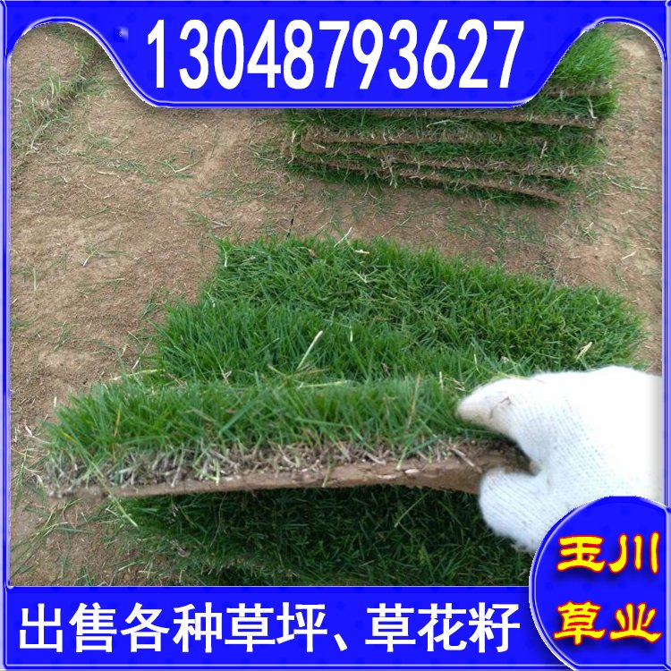 蘭引三號草皮 足球運動場草卷 大量批量供應結縷蘭引三號草約3.88元,約3.86元,約3.66元(9)