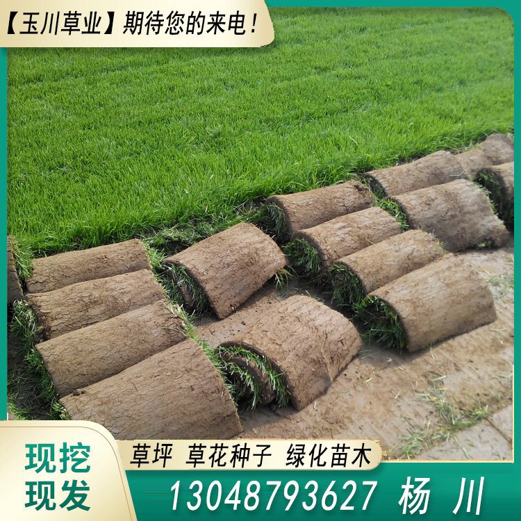 蘭引三號草皮 足球運動場草卷 大量批量供應結縷蘭引三號草約3.88元,約3.86元,約3.66元(5)