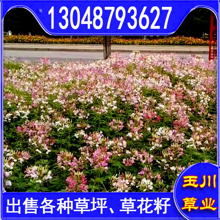 蘭引三號草皮 足球運動場草卷 大量批量供應結縷蘭引三號草約3.88元,約3.86元,約3.66元(7)