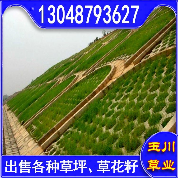 蘭引三號草皮 足球運動場草卷 大量批量供應結縷蘭引三號草約3.88元,約3.86元,約3.66元(8)