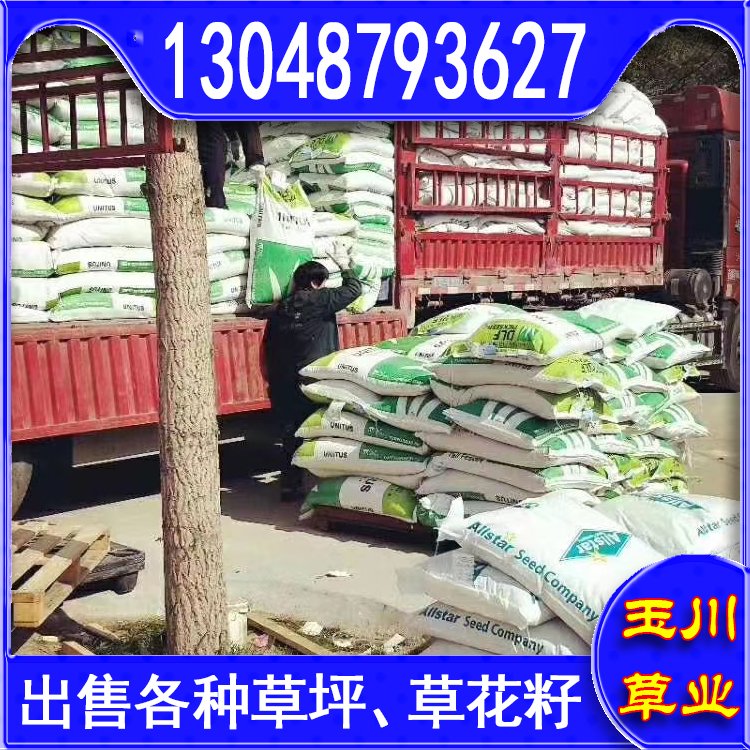 蘭引三號草皮 足球運動場草卷 大量批量供應結縷蘭引三號草約3.88元,約3.86元,約3.66元(11)