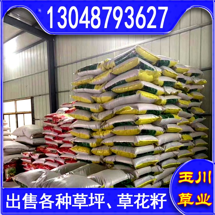 蘭引三號草皮 足球運動場草卷 大量批量供應結縷蘭引三號草約3.88元,約3.86元,約3.66元(10)