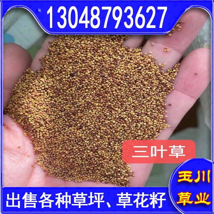 蘭引三號草皮 足球運動場草卷 大量批量供應結縷蘭引三號草約3.88元,約3.86元,約3.66元(12)