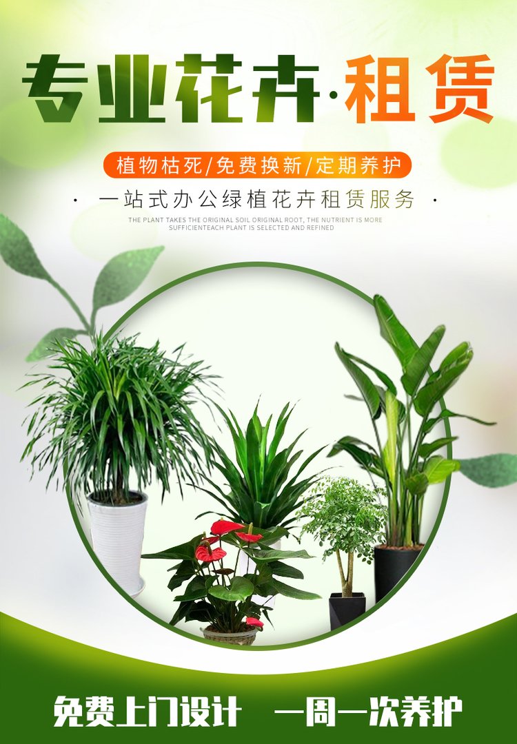 綠植花卉 辦公室綠植 綠植租賃 可定制 服務(wù)貼心約20.00元(6)