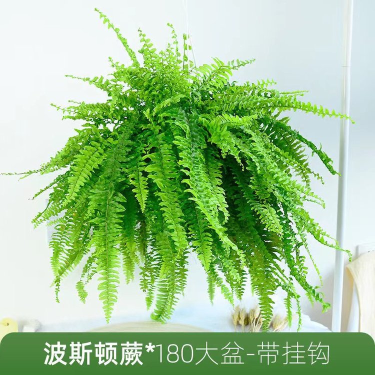 綠植花卉 辦公室綠植 綠植租賃 可定制 服務(wù)貼心約20.00元(2)