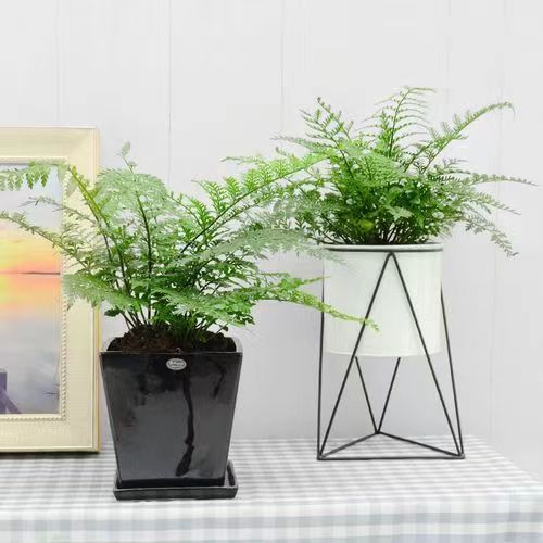 綠植花卉 辦公室綠植 綠植租賃 可定制 服務(wù)貼心約20.00元(4)