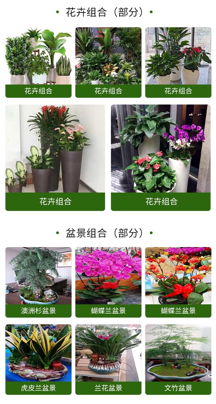 綠植花卉 辦公室綠植 綠植租賃 可定制 服務(wù)貼心約20.00元(9)