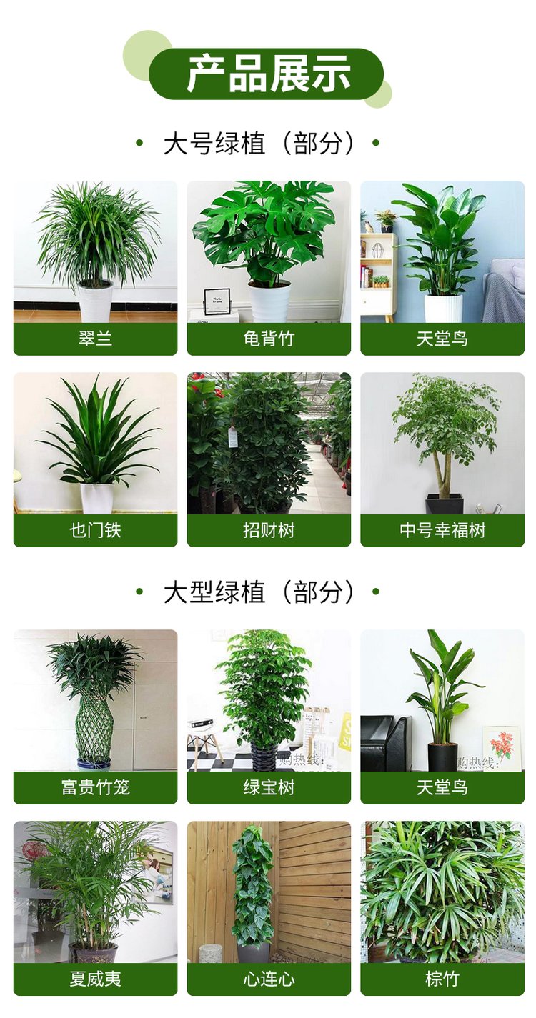 綠植花卉 辦公室綠植 綠植租賃 可定制 服務(wù)貼心約20.00元(8)