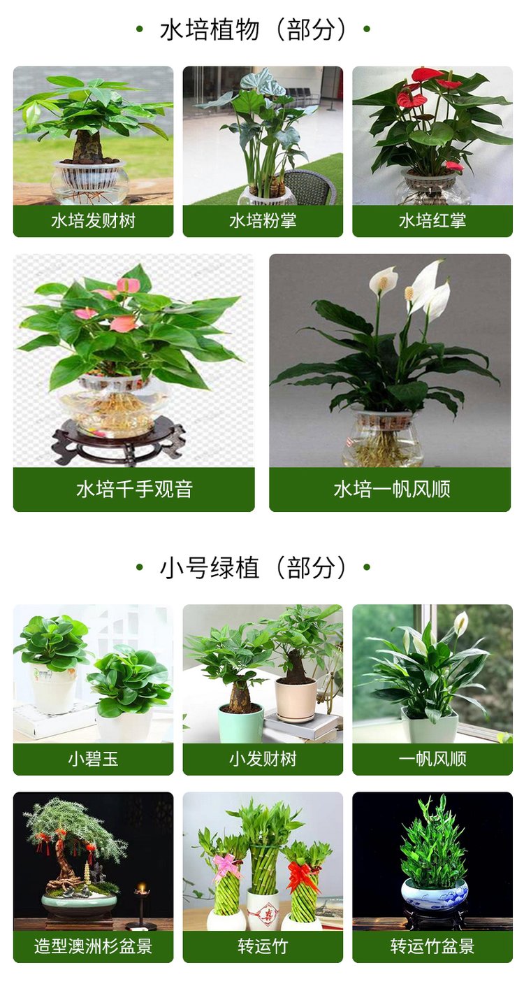 綠植花卉 辦公室綠植 綠植租賃 可定制 服務(wù)貼心約20.00元(10)