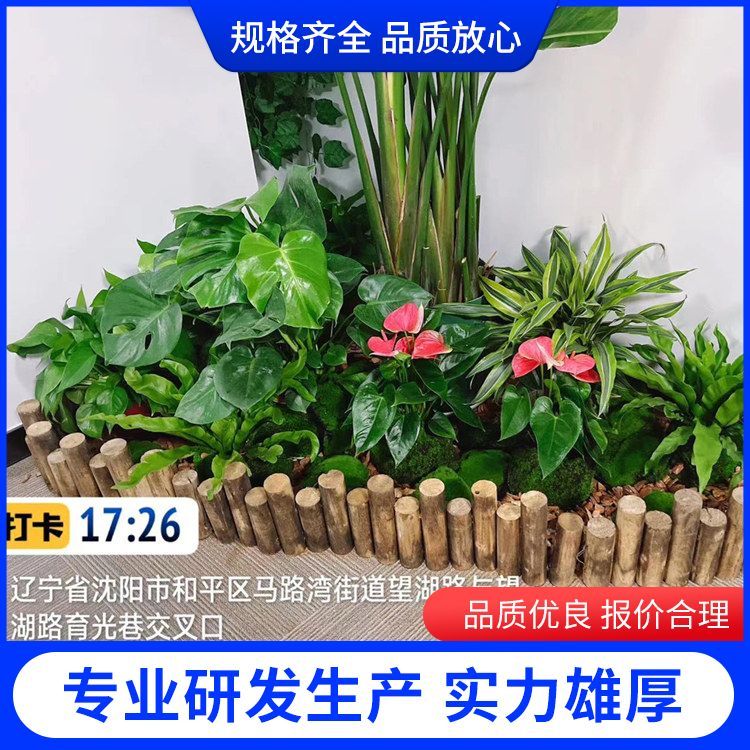 綠植綠化養(yǎng)護廠家批發(fā) 植物功能凈化空氣， 批發(fā)零售 一站式服務(wù)約12.00元