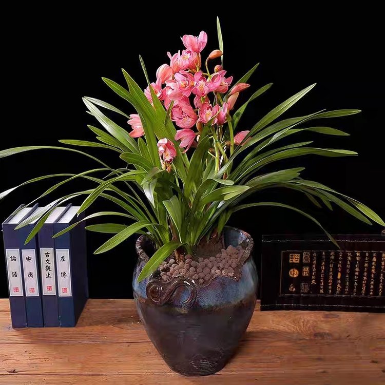 室內(nèi)綠植租賃 事業(yè)單位花卉租擺草花擺放 綠化綠植盆栽養(yǎng)護服務(wù)約20.00元