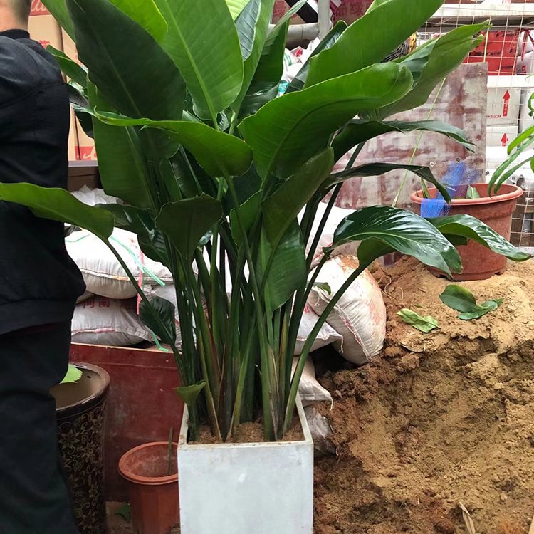 新鄉(xiāng)室內(nèi)綠植租賃 事業(yè)單位花卉租擺草花擺放 綠化綠植盆栽養(yǎng)護服務(wù)約1.00元,約0.80元,約0.60元