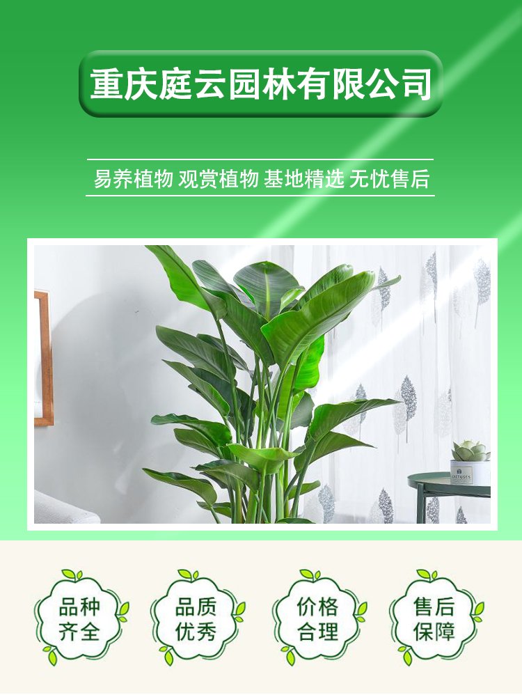 植物租賃 萬年青粉黛萬年紅帶陶瓷盆 花卉盆栽綠植出租 園林綠化養(yǎng)護(hù)約20.00元(6)