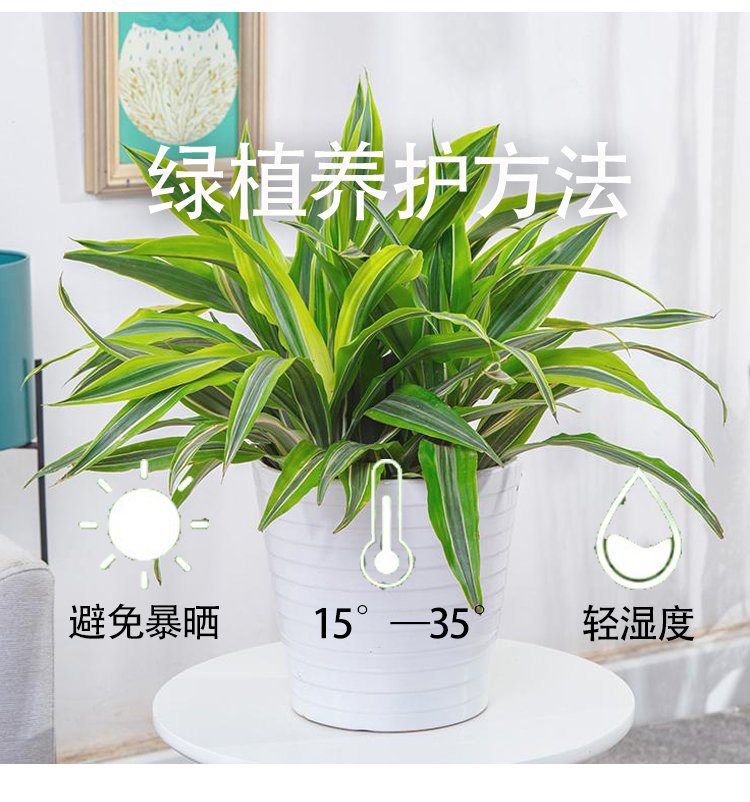 植物租賃 萬年青粉黛萬年紅帶陶瓷盆 花卉盆栽綠植出租 園林綠化養(yǎng)護(hù)約20.00元(8)