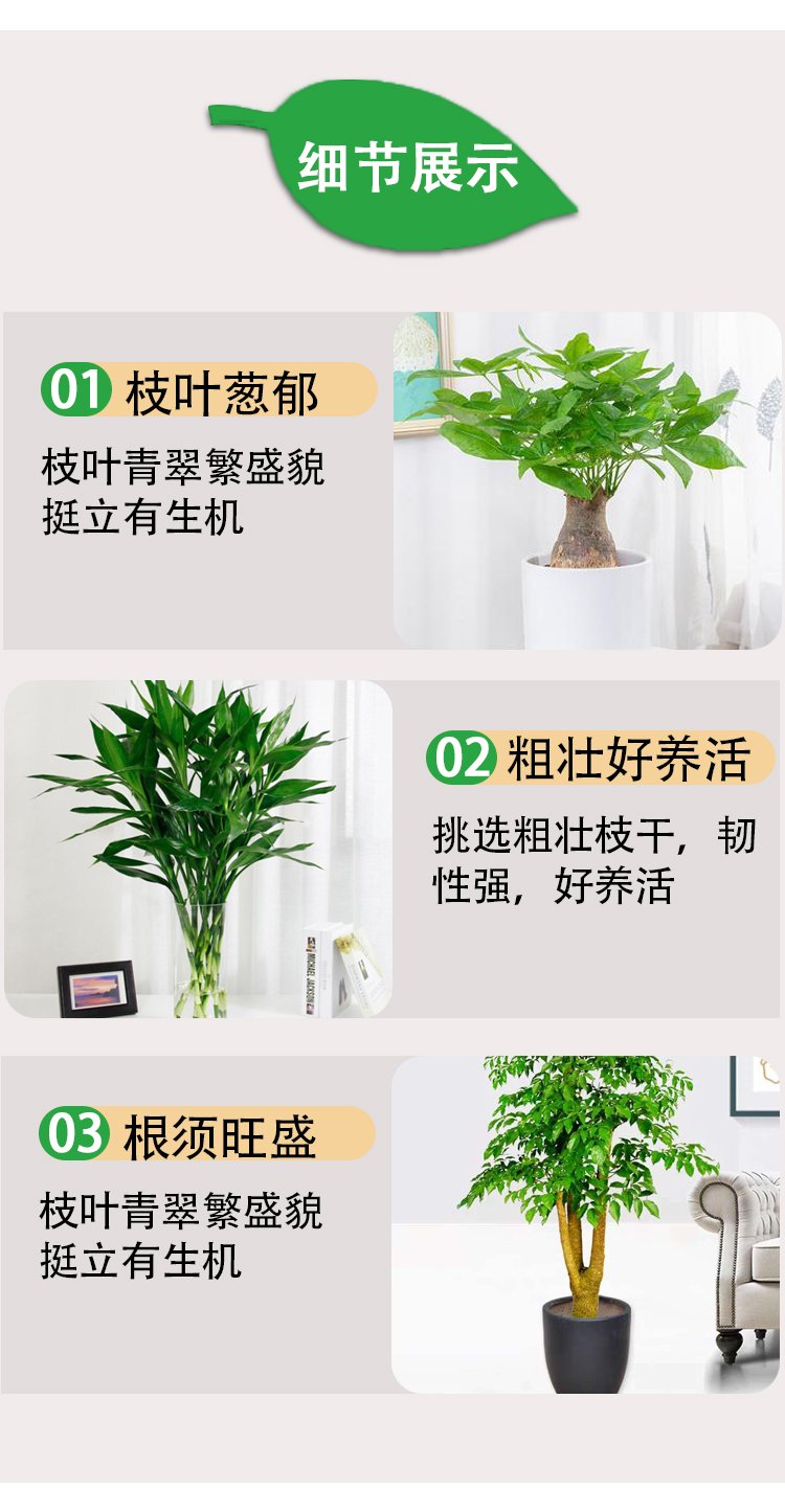 植物租賃 萬年青粉黛萬年紅帶陶瓷盆 花卉盆栽綠植出租 園林綠化養(yǎng)護(hù)約20.00元(9)